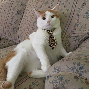 Meet your Posher, Kendall